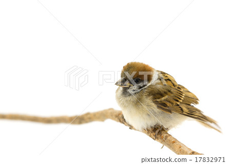 Sparrows remaining in branches Sparrows remaining in branches 17832971
