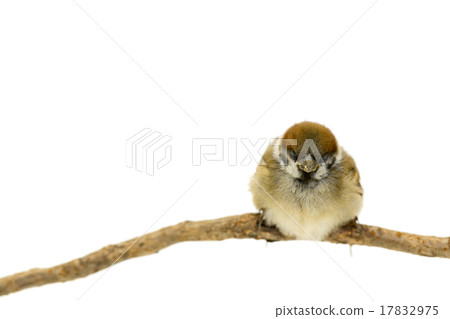 Sparrows remaining in branches Sparrows remaining in branches 17832975