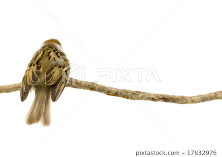 留在樹枝上的麻雀 17832976