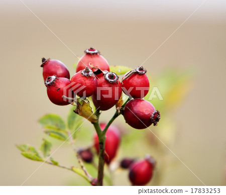 wild brier wild brier 17833253