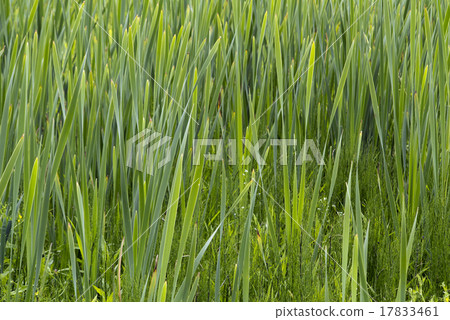 Green Grass 17833461