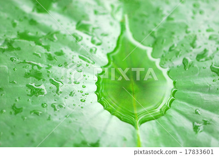close up water drop on plan in fresh natural close up water drop on plan in fresh natural 17833601