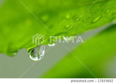 close up water drop on plan in fresh natural co close up water drop on plan in fresh natural co 17833602