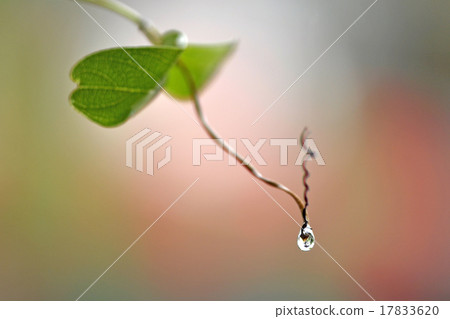 close up super shot water drop on leaf in fresh close up super shot water drop on leaf in fresh 17833620