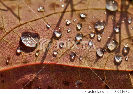 close up super shot water drop on leaf in fresh close up super shot water drop on leaf in fresh 17833622