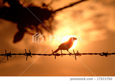silhouette bird in sunset sky 17833760