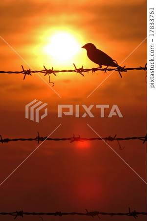 silhouette bird in sunset sky 17833761
