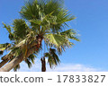 Palm tree 17833827