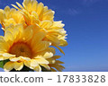 Yellow flower 17833828