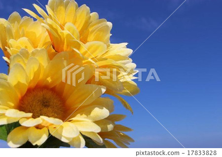 黃花 黃花 17833828