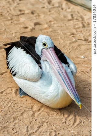 Pelican close up portrait on the beach 17834014