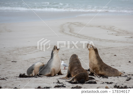 newborn australian sea lion on sandy beach 17834017