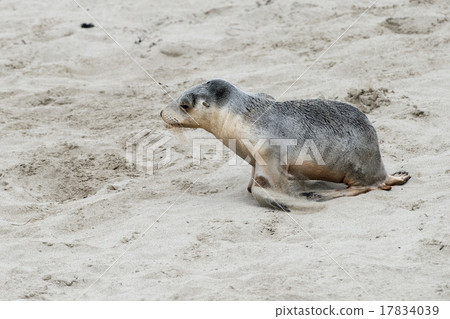 newborn australian sea lion on sandy beach  17834039