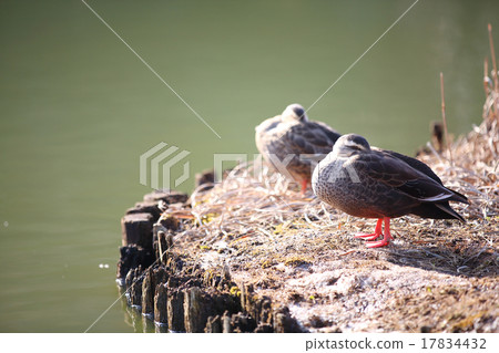 Water duck duck 17834432