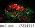 Cluster amaryllis 17834545