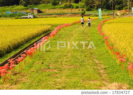 金黃彩虹和紅色群開花在艦隊的孤挺花 金黃彩虹和紅色群開花在艦隊的孤挺花 17834727