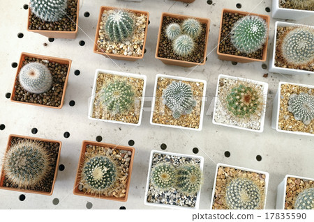 Variety of small beautiful cactus in the pot Variety of small beautiful cactus in the pot 17835590