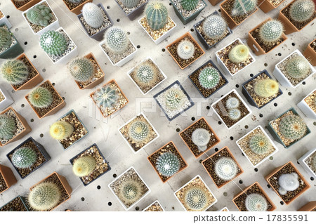 Variety of small beautiful cactus in the pot 17835591