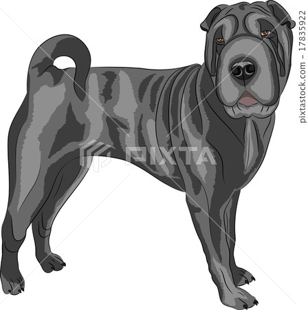 Vector. Shar Pei dog breed. 17835922