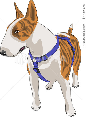 vector dog breed Bull Terrier 17836520