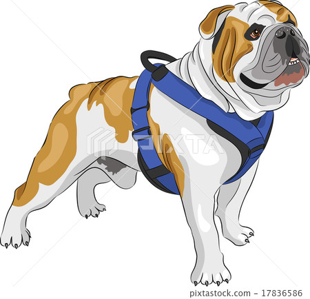 vector English Bulldog vector English Bulldog 17836586