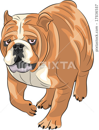 Vector. English bulldog. 17836587