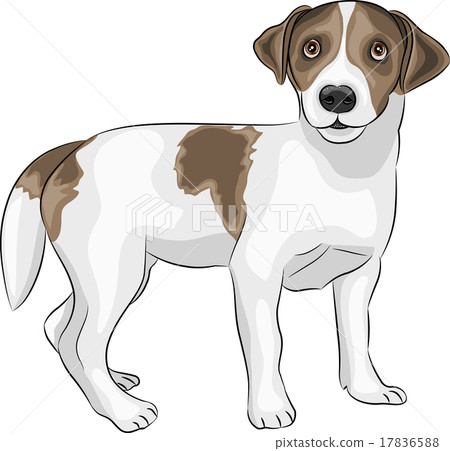 vector Jack Russell Terrier - Stock Illustration [17836588] - PIXTA