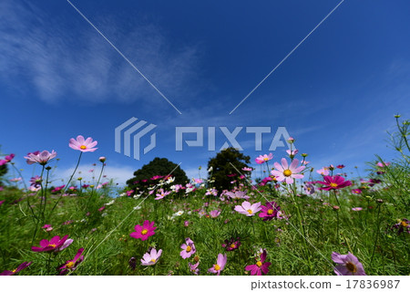 宇宙綻放 17836987