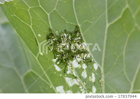 Cabbage pests / caterpillar 01 Cabbage pests / caterpillar 01 17837044