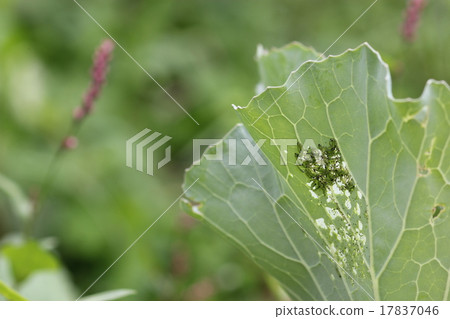 白菜害蟲·Yomogoshi 03 17837046