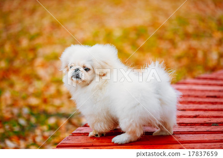 White Pekingese Pekinese Peke Whelp Puppy Dog White Pekingese Pekinese Peke Whelp Puppy Dog 17837659