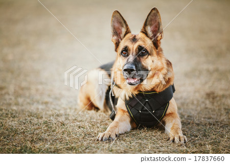 German Shepherd Dog Close Up German Shepherd Dog Close Up 17837660