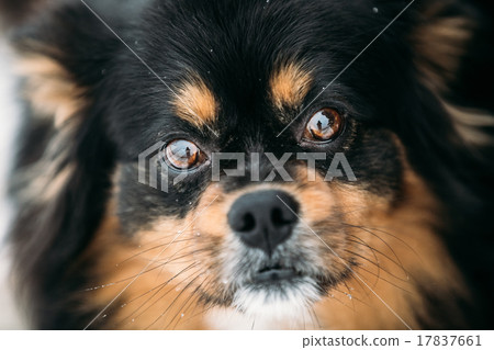 Black And Brown Colors Pekingese Pekinese Peke Dog Black And Brown Colors Pekingese Pekinese Peke Dog 17837661