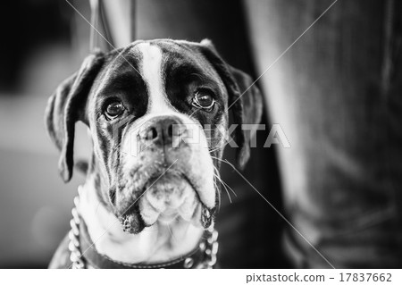 Boxer Dog Close Up Portrait. Black And White Photo Boxer Dog Close Up Portrait. Black And White Photo 17837662