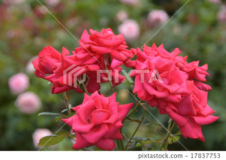 一朵紅玫瑰 17837753