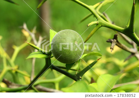 Fruit of the fish 17838052