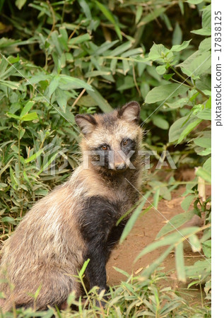 Raccoon dog 30 Raccoon dog 30 17838125