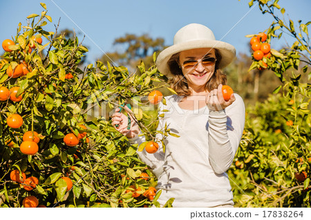 Caucasian girl harvesting mandarins and oranges in Caucasian girl harvesting mandarins and oranges in 17838264