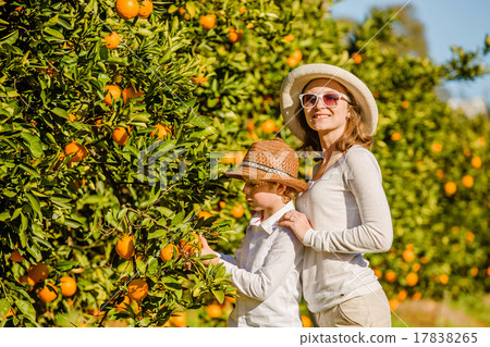 Smiling happy mother and son harvesting oranges Smiling happy mother and son harvesting oranges 17838265