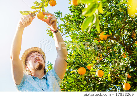 Cheerful young man harvests oranges and mandarins Cheerful young man harvests oranges and mandarins 17838269