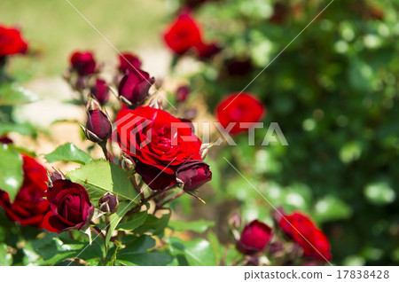 Rose Garden (Rabagroute) 17838428