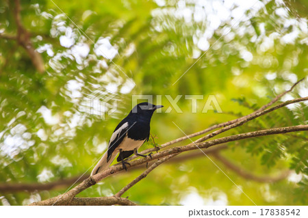 Oriental Magpie Robin 17838542