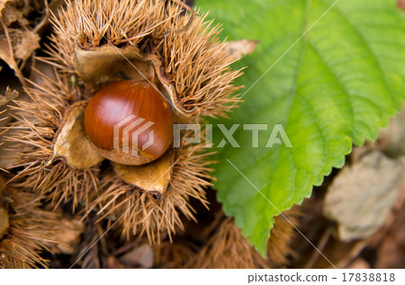 Autumn chestnut and green leaves Autumn chestnut and green leaves 17838818