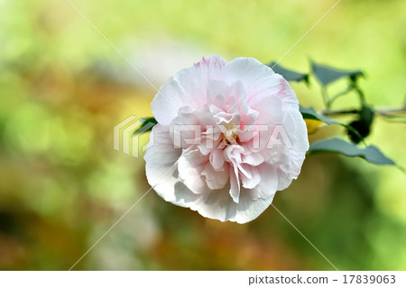 Rose   17839063