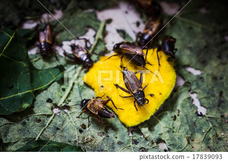 Field Cricket 17839093