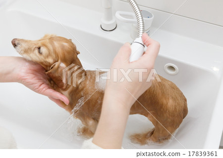 Shower 17839361