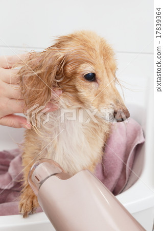 Hairdryer Hairdryer 17839364