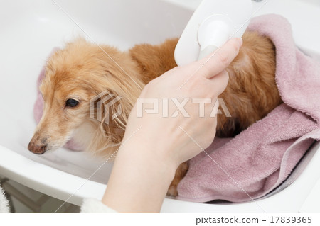 刷牙 刷牙 17839365