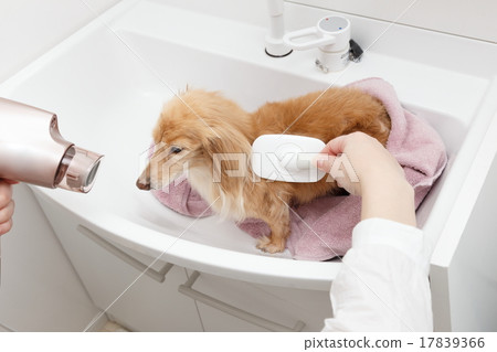 刷牙 刷牙 17839366