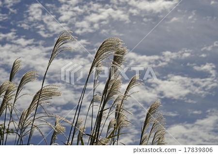 Susuki和秋天的天空 17839806